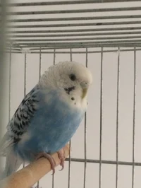 Boncuk the parakeet 