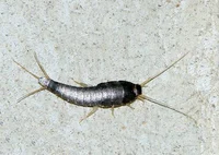 Silverfish