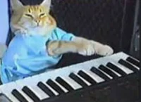 Key board cat