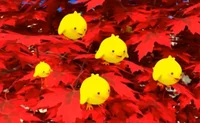 Yellow Birds