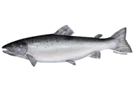 Atlantic Salmon