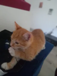 A kitten 