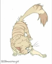 Bakugo Katsuki cat