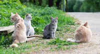 cat family no home