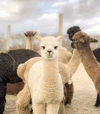 alpaca