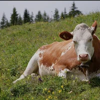 Cow
