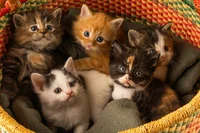 Kittens
