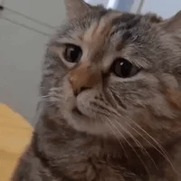 sad cat meowing