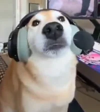 Gamer Doge