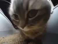 Chipi chapa cat