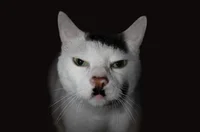 Adolf catler