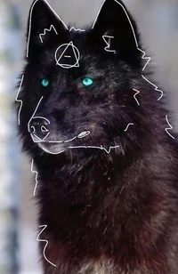 The snow wolves