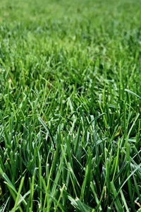 Grass