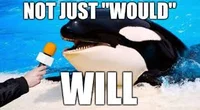 killer whale screen