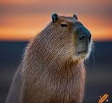 Sad capybara