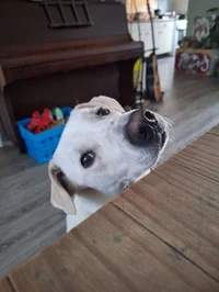 Gizmo da labrasetter