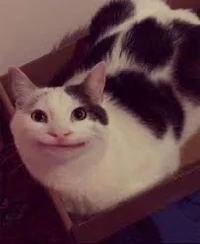 Polite Cat aka Ollie