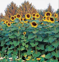 Sunflower Cult