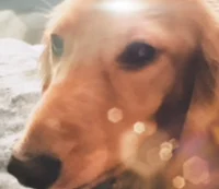 Mochi