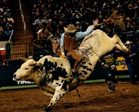 Bull Rider