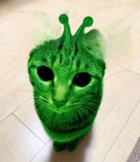 gnarpy ahh cat