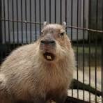 Angry capybara