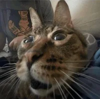 Lyrical Peppino test