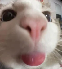 Pookie Wookie Dookie