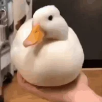 duck