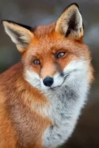 Fox