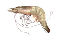 Shrimp
