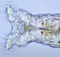 Rotifer