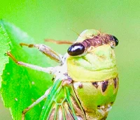 Cicada 