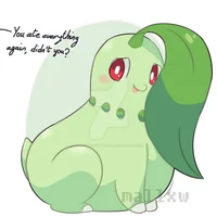 Chikorita gorda