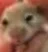 Hamster 