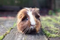 Guinea Pigs