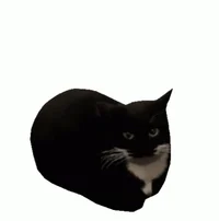Maxwell the Cat