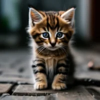 Lonely kitten