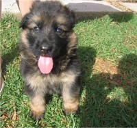 German Shepard Puppy
