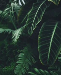 Nicholas two point o