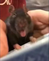 Rat
