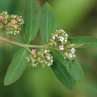 Euphorbia Abdita