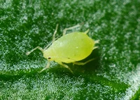 Alex the aphid