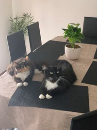 Bandit and socks