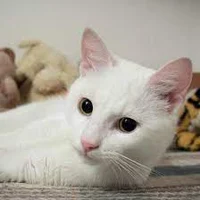 White cat