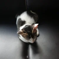 Pizza-cat
