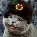NEDM the cat