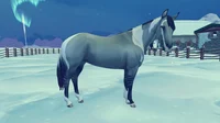 Silver -HORSE-