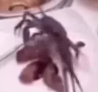 Crab