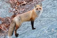 Red Fox